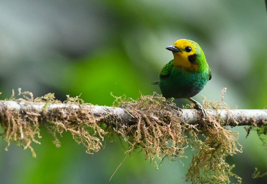 Cinco claves para proteger los bosques naturales