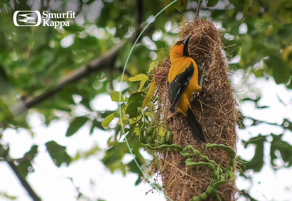 ODS 15 Proteção de ecossistemas terrestres com ações sustentáveis