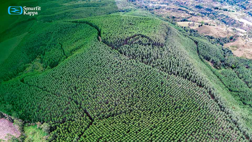 10-beneficios-de-plantaciones-forestales-portada