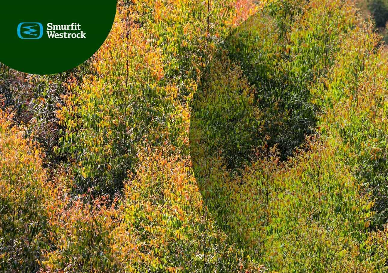 plantaciones-forestales-de-eucaliptos