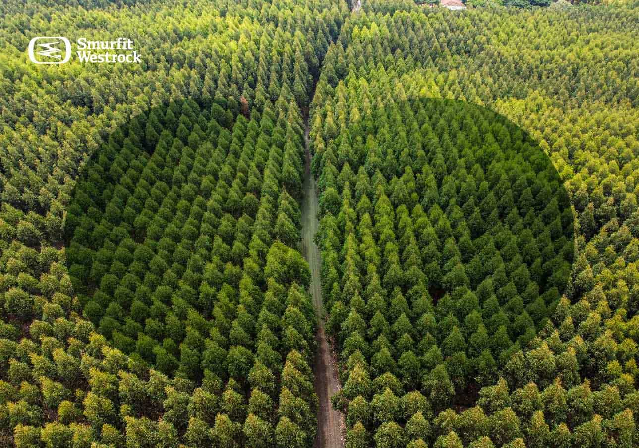 plantaciones-forestales-de-pinos