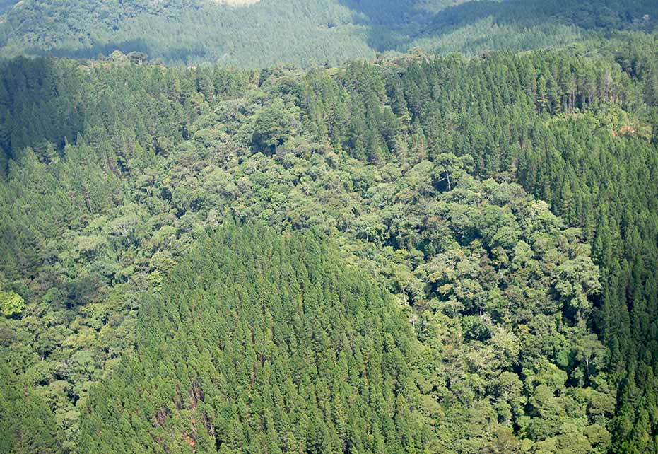 Cultivos comerciales certificados de pino y eucalipto junto a bosque natural protegido por Smurfit Kappa