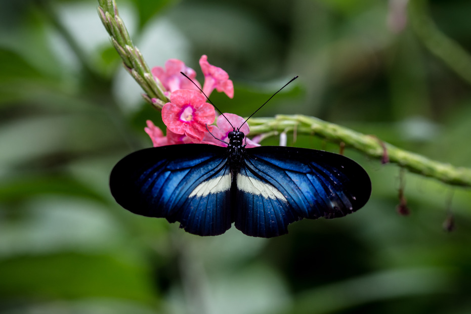 Smurfit Westrock y UIS revelan hallazgos sobre biodiversidad en Riosucio, Caldas