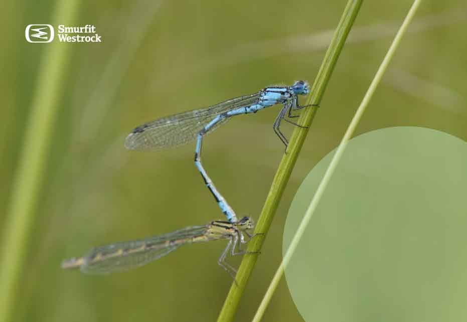 Control biológico: ¿Qué impacto tienen los insectos en las plantaciones forestales? 