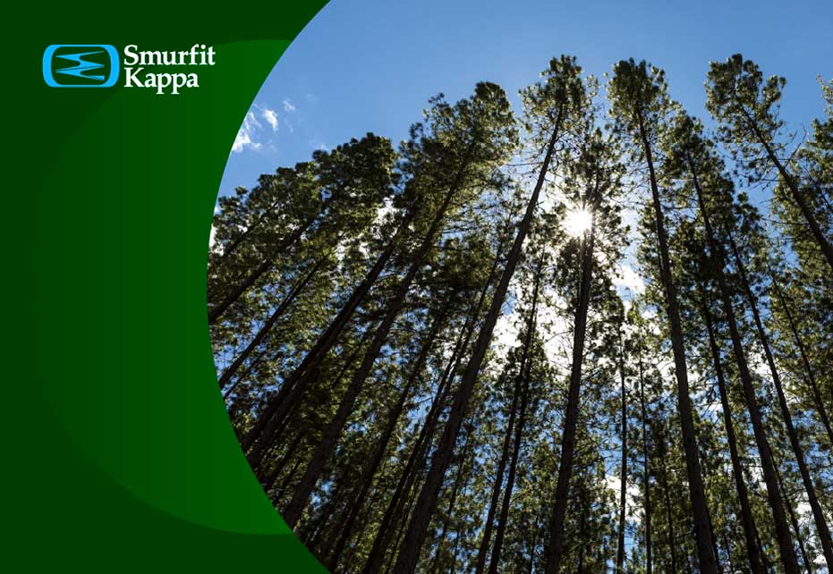 10 Beneficios clave de las plantaciones forestales
