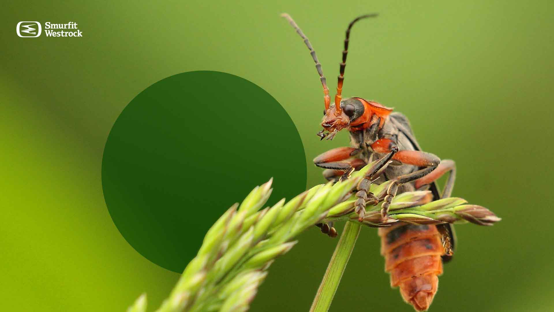 control-biologico-insectos