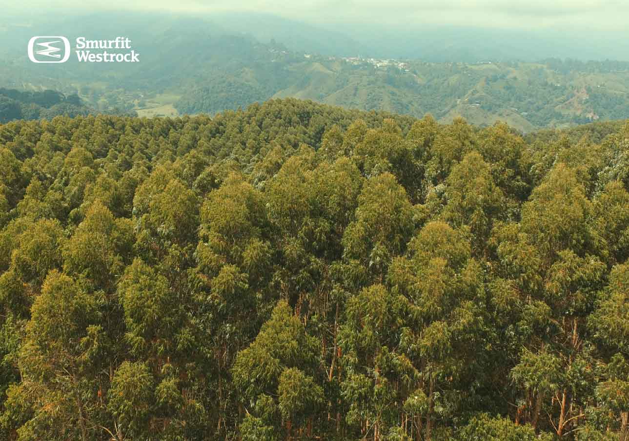 plantaciones-comerciales